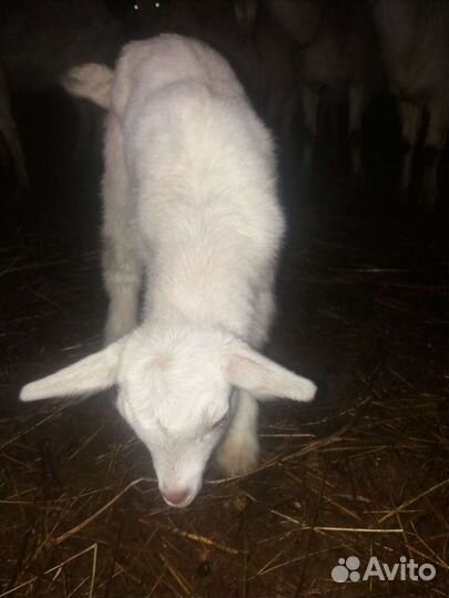 Козлята от молочных коз, ламанчи,зааненки,нубийки