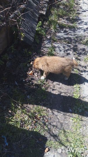 Щенок мальчик