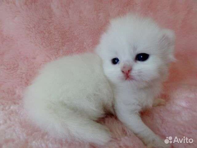 Турецкий Ван красивейший белый малыш