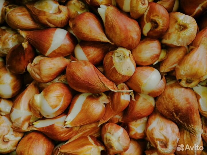 Луковицы тюльпанов