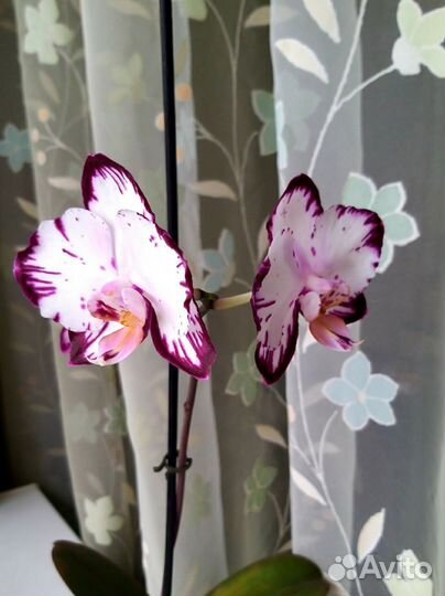 Орхидея фаленопсис Ever Spring Prince