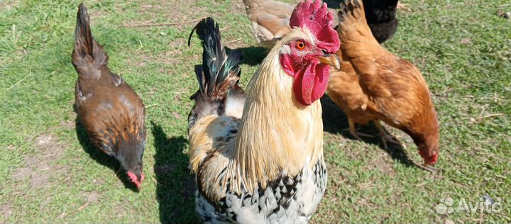 Молодые петухи