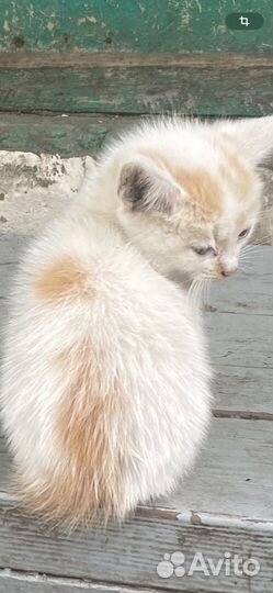 Пушистые котята