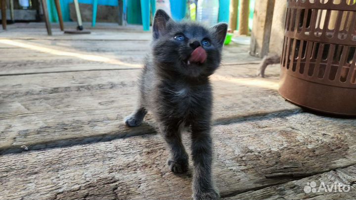 4 сыночка и лапочка дочка