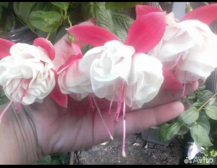 Сортовые фуксии