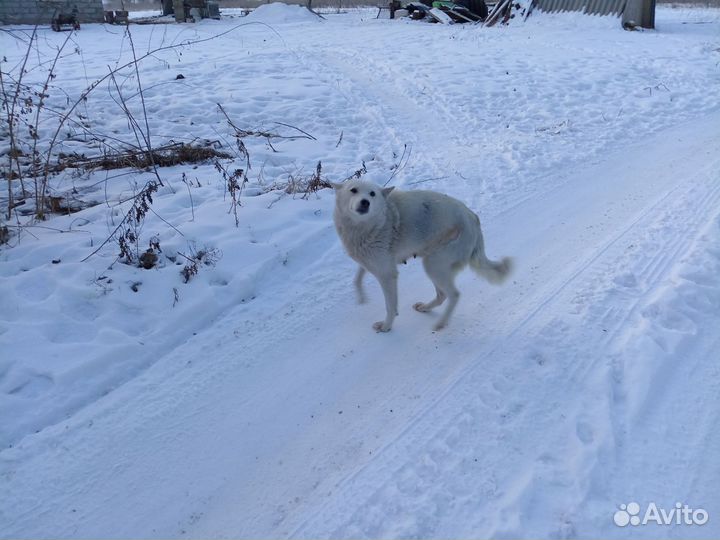Собака лайка