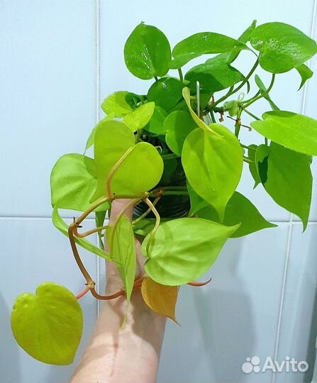 Филодендроны сердечки