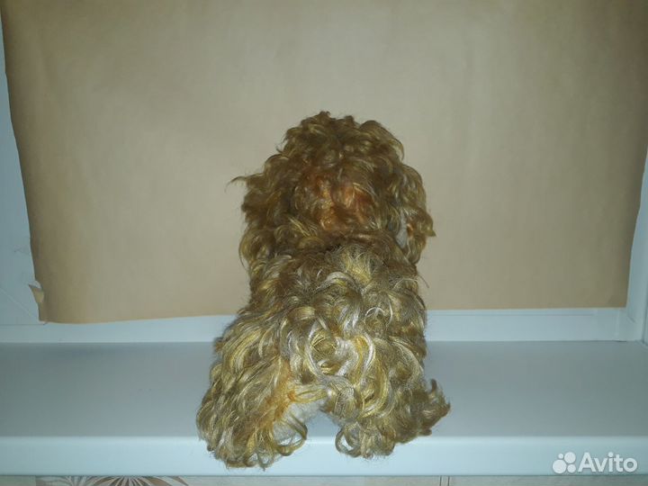 Собака Болонка СССР