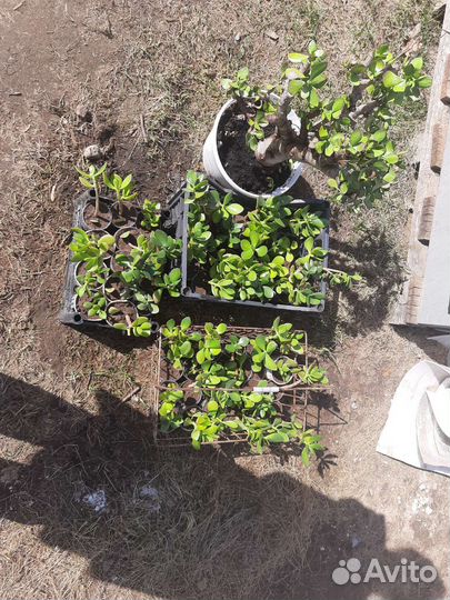 Толстянка (Crassula) денежное дерево