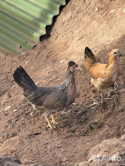 Цыплята маран, малин, лакеданзи, легбар, ливенские