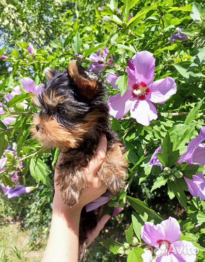 Девочки Йорка