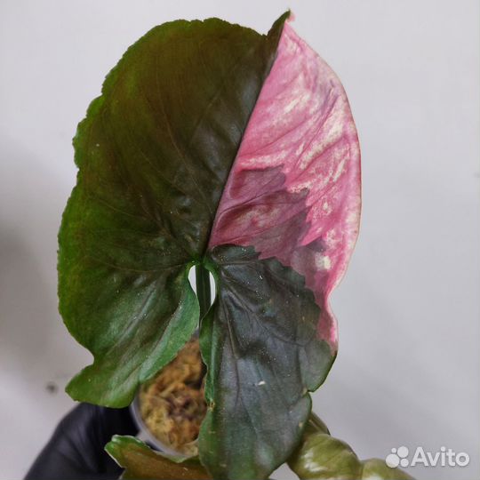 Филодендрон,сингониум