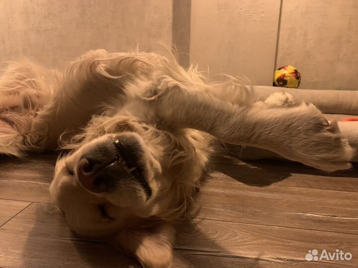 Золотистый ретривер вязка