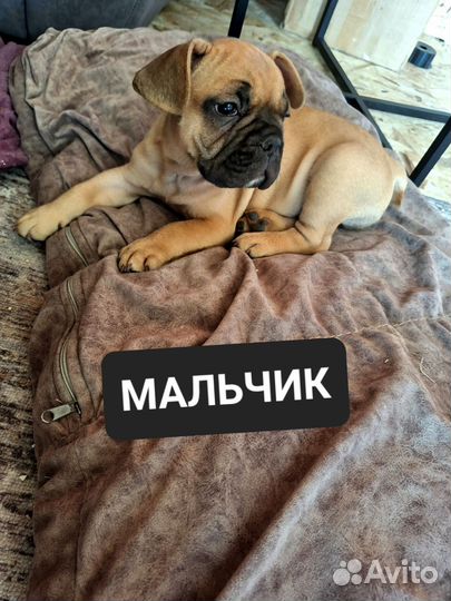 Щенок Французского Бульдога