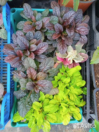 Живучка ползучая в ассортименте