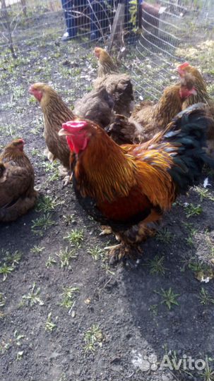 Брама Инкубационное яйцо, Петушки