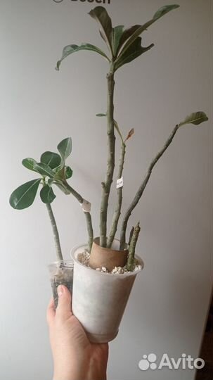 Черенки адениума