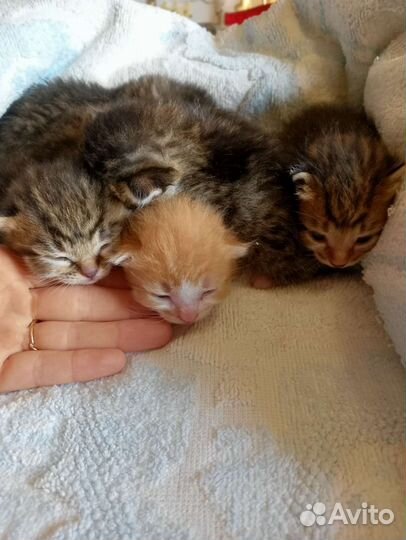 Котята в добрые руки