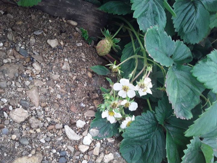 Дом 20 м² на участке 4,3 сот.