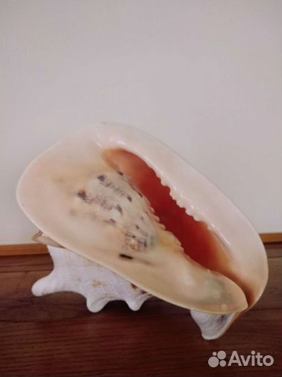 Большая морская раковина