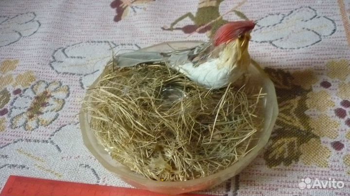 Чучело птички