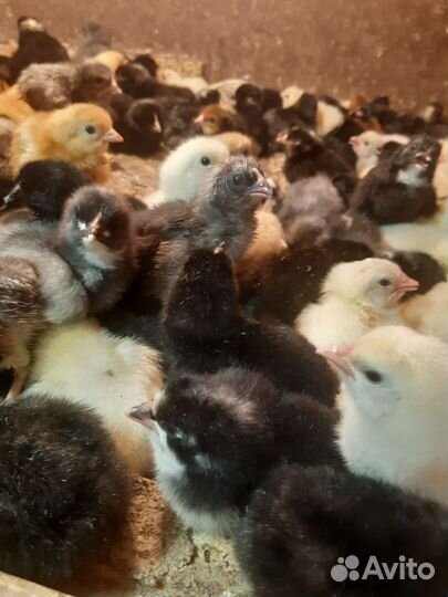 Цыплята