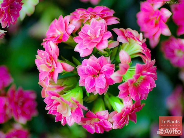 Отростки Kalanchoe blossfeldiana