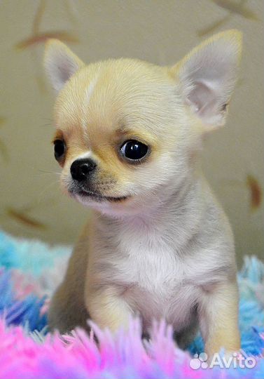 Идеальные пропорции малыш мини