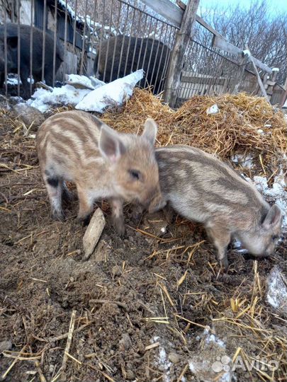 Дикий кабан