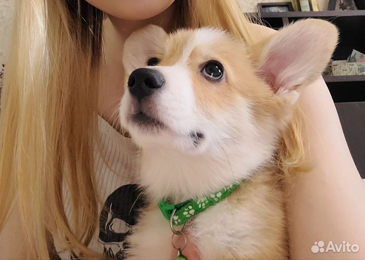 Вельш-корги щенки