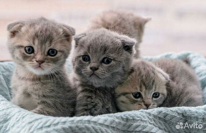 Приглашаем на вязку