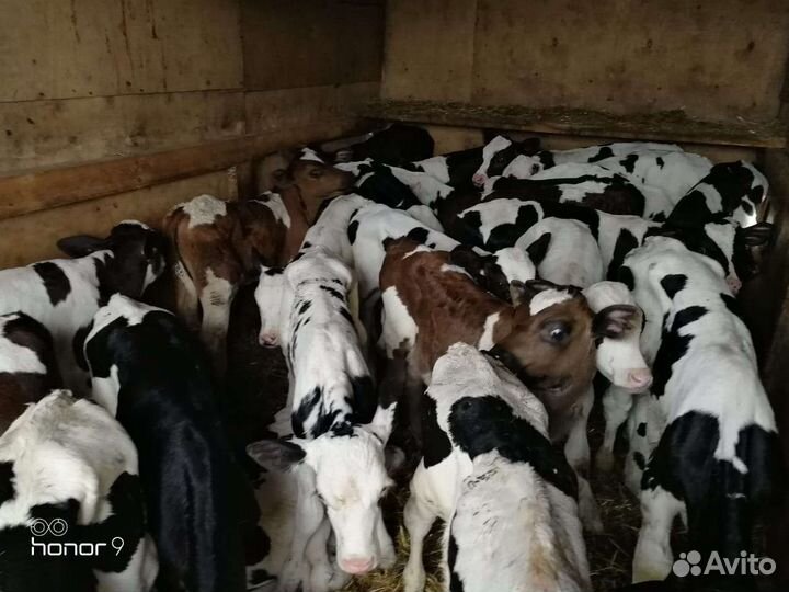 Бычки с доставкой