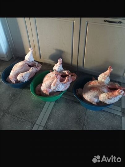 Мясо индюка