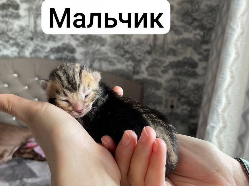 Бенгальские котята мраморные