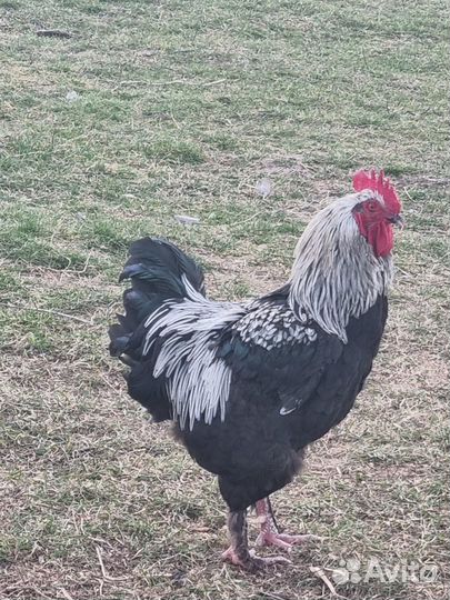 Инкубационное яйцо 80.