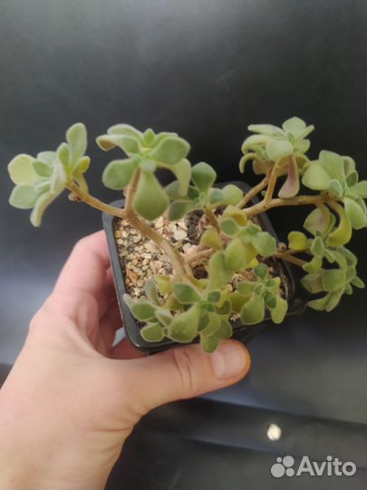 Суккуленты