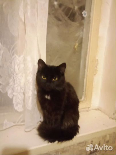 Кошки в добрые руки бесплатно