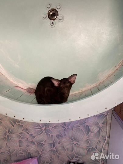 Ориентальный котенок