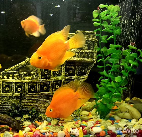 Аквариумная рыбка красный попугай