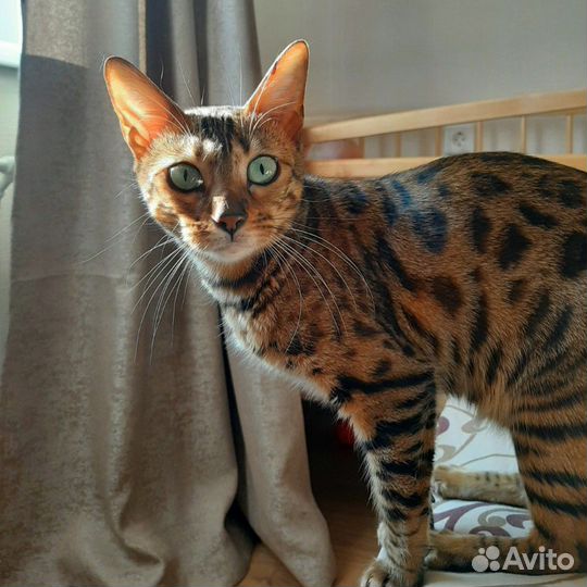 Бенгальские котята