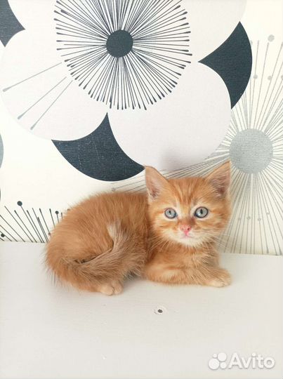 Рыжий котенок в добрые руки