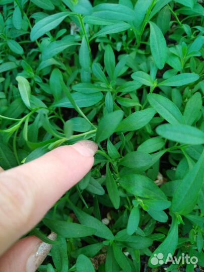 Черенки калибрахоа