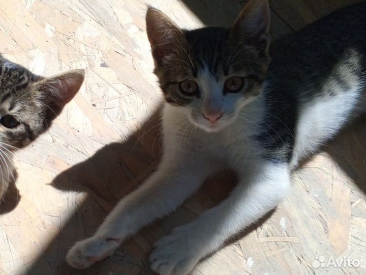 Котята в добрые руки