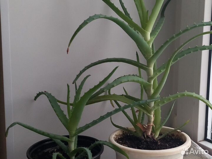 Лечебное алое