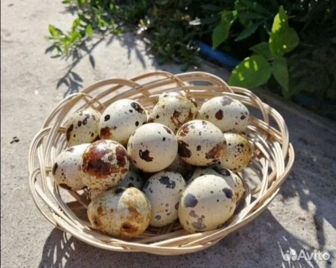 Яйцо домашнее