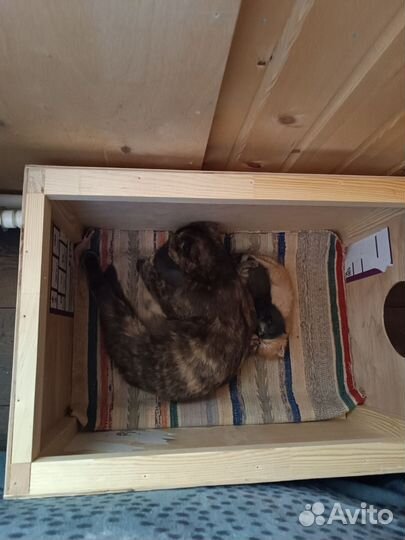 Котята в добрые руки бесплатно