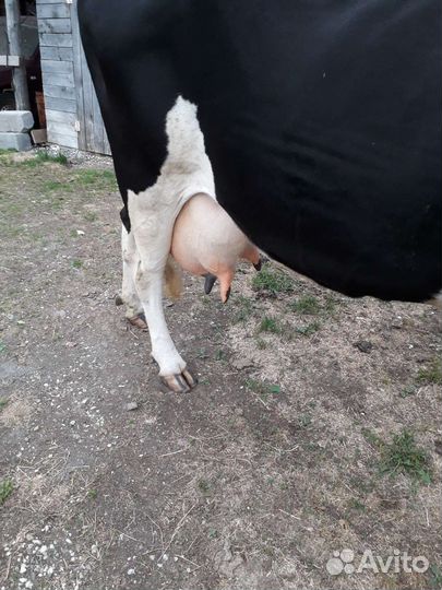 Корова дойная