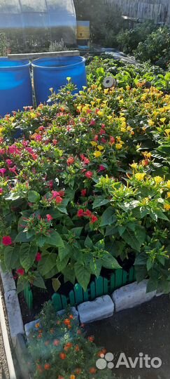 Мирабилис семена