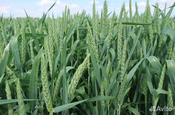 Пшеница яровая семена флоренс (florens) рс1