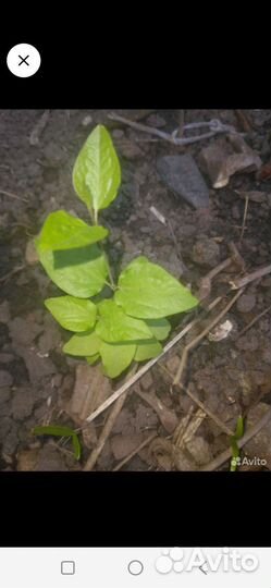 Растения для сада и дачи